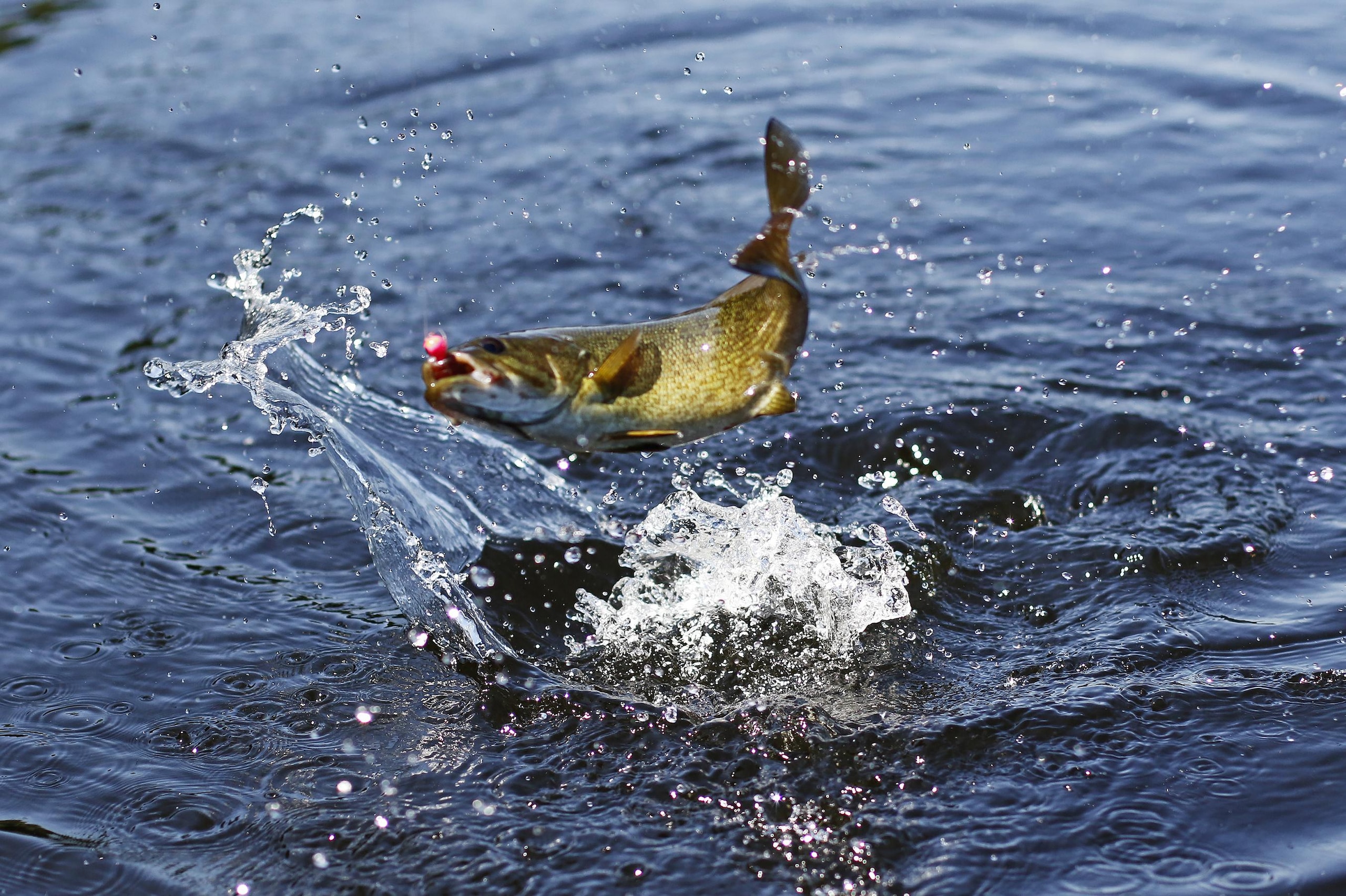 How to catch and release a fish