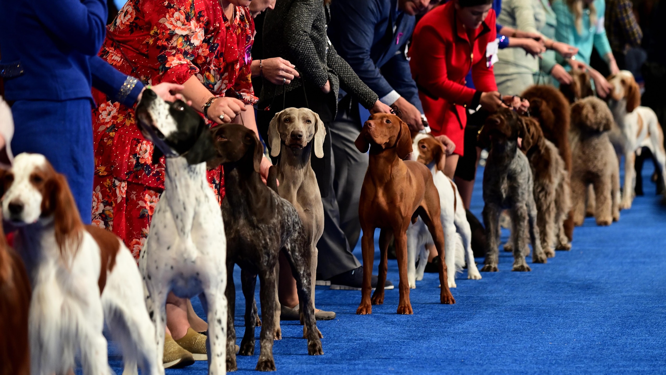National Dog Show Hosted By The Kennel Club of Philadelphia