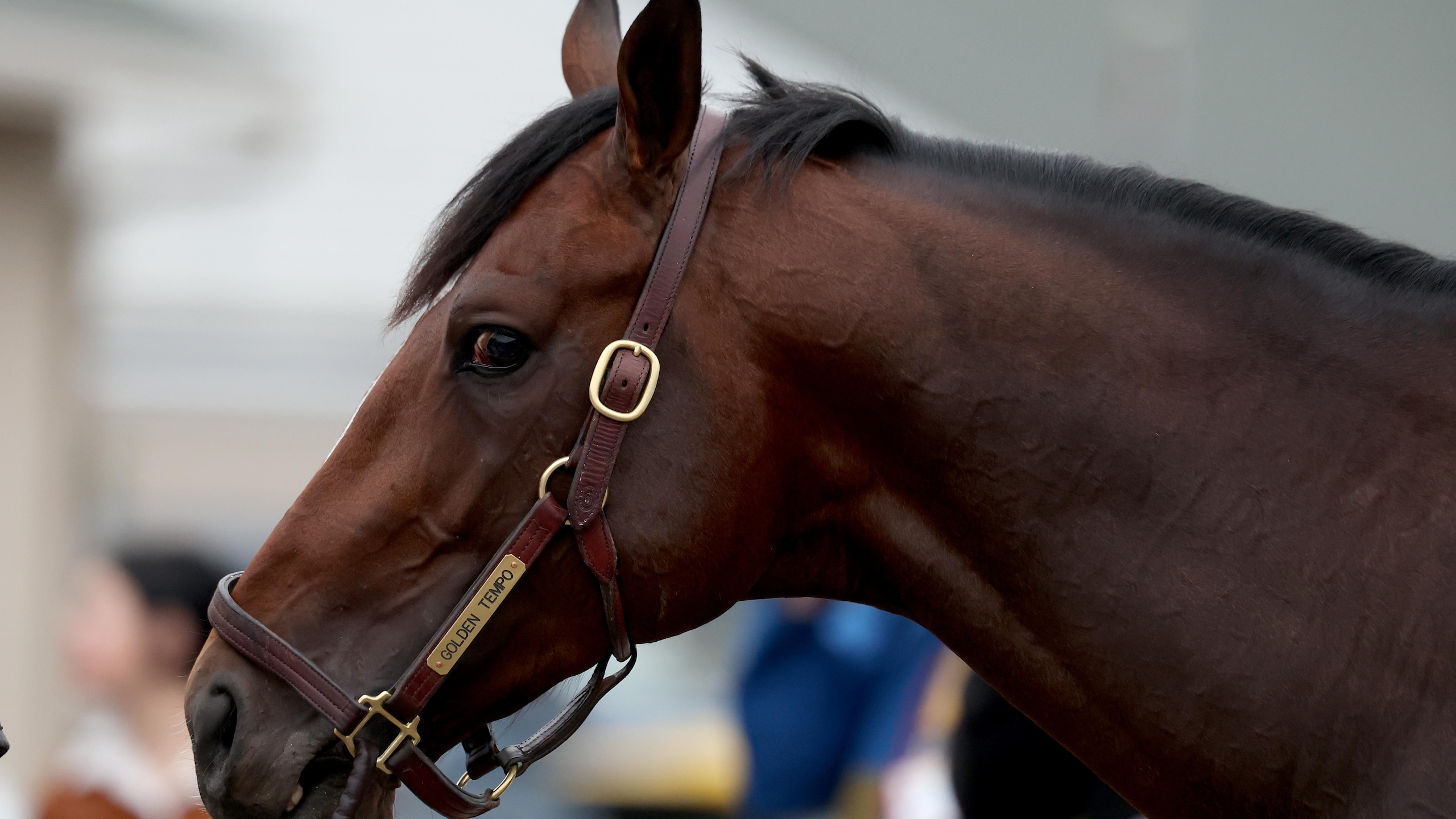 152nd Kentucky Derby - Previews
