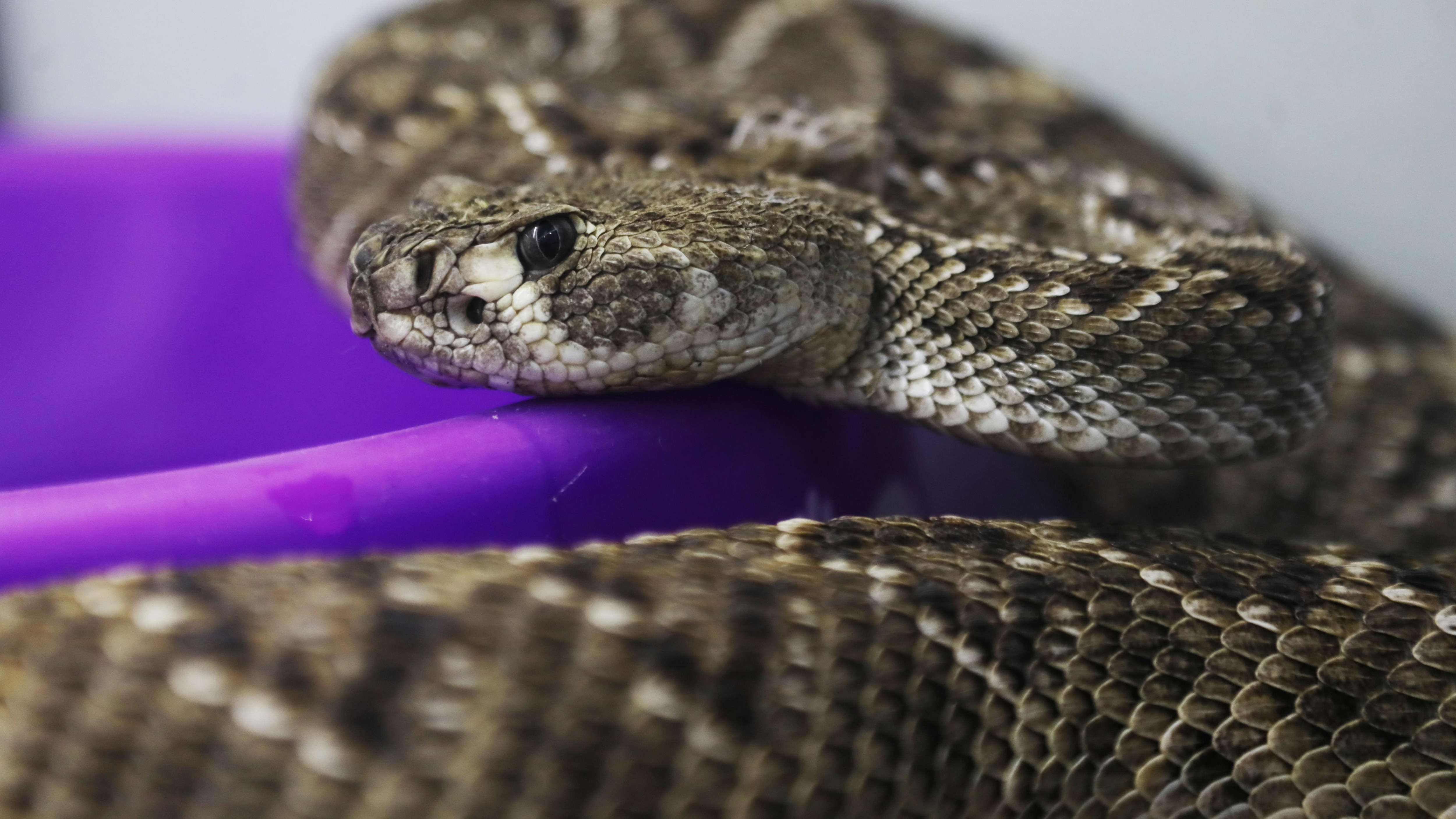Serpentarium emerges as a leading center for snake research and conservation in Peru