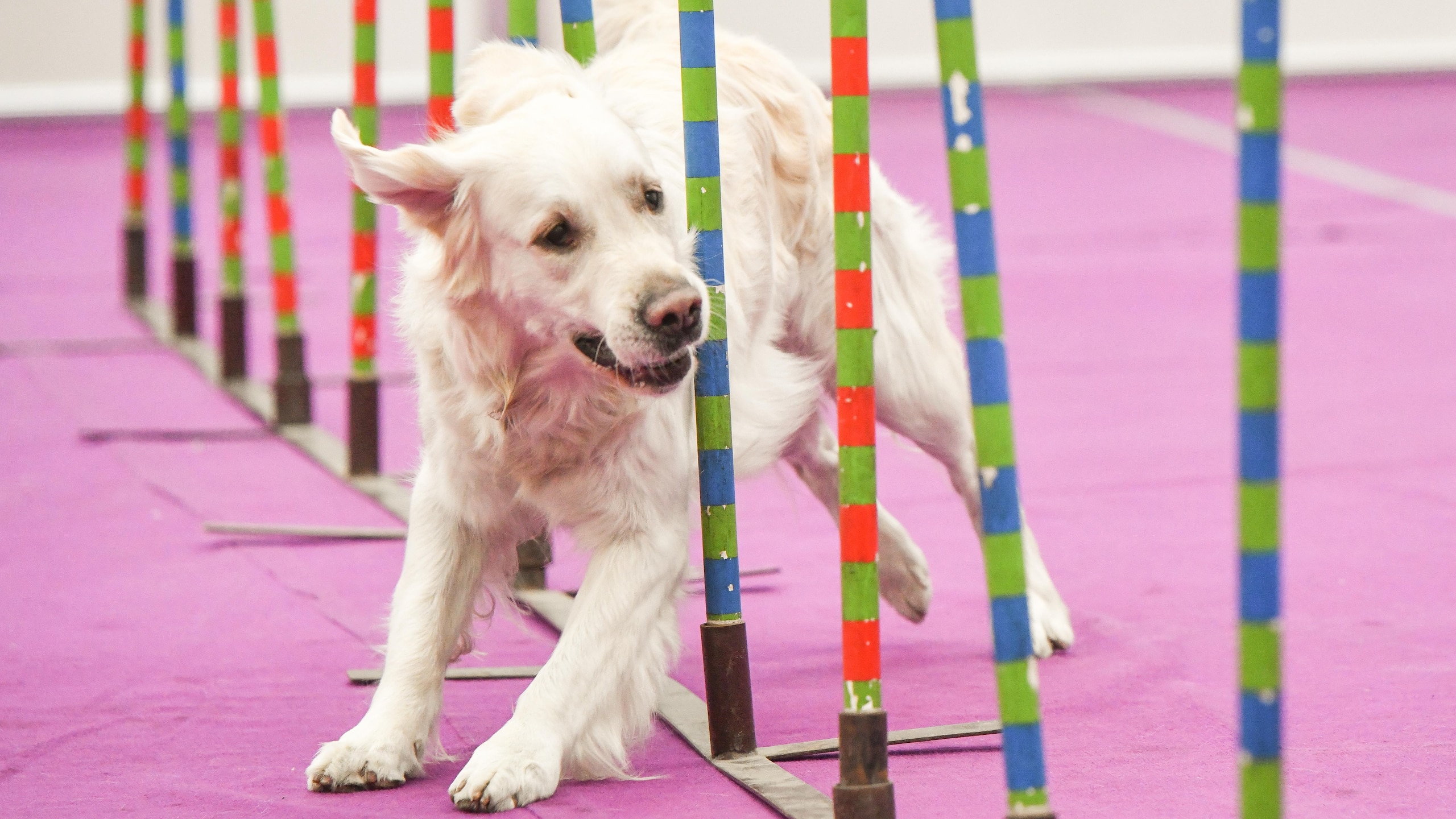 Zoo World annual pet festival in Russia
