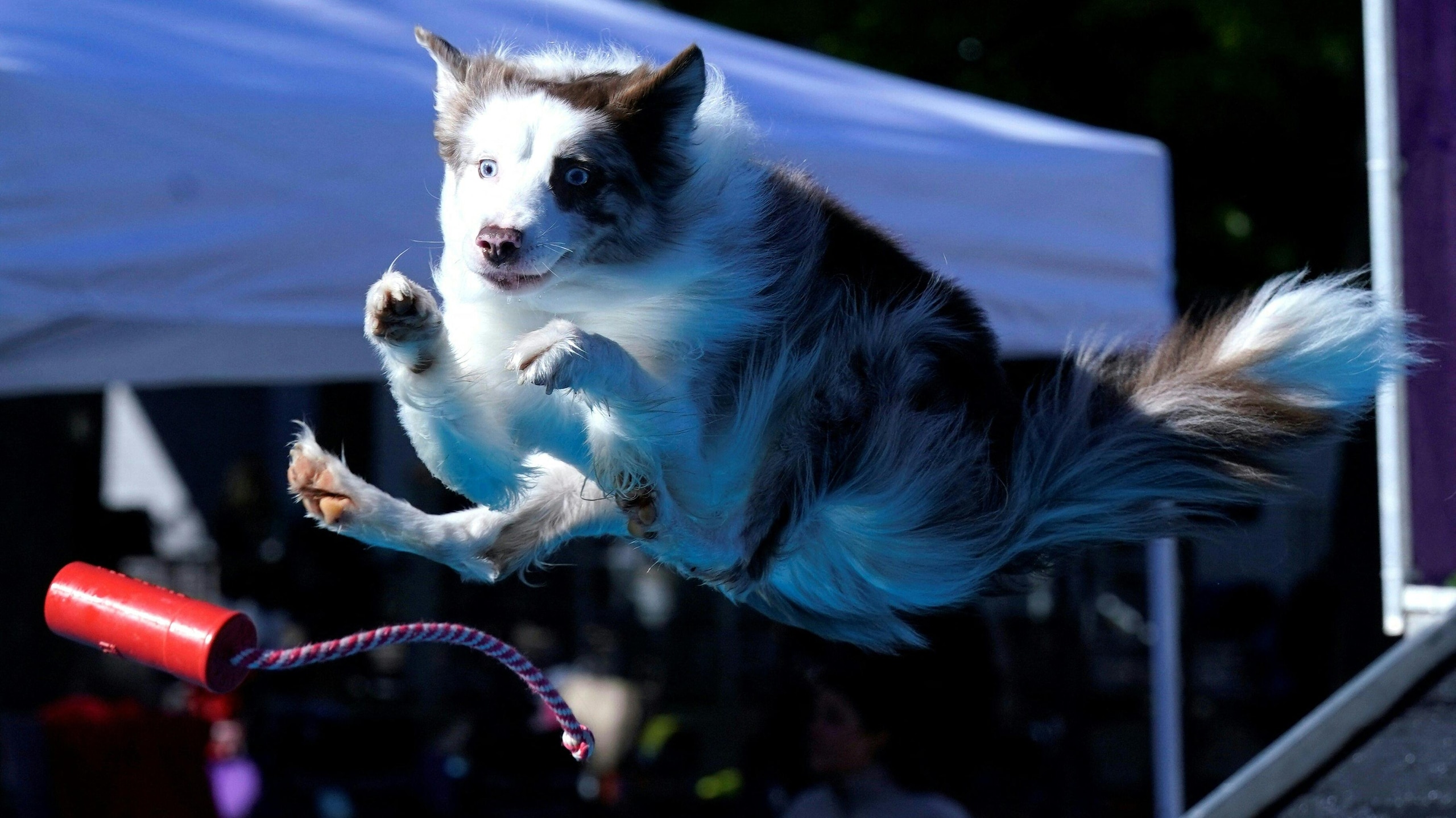 US-ANIMAL-DOG-WESTMINSTER