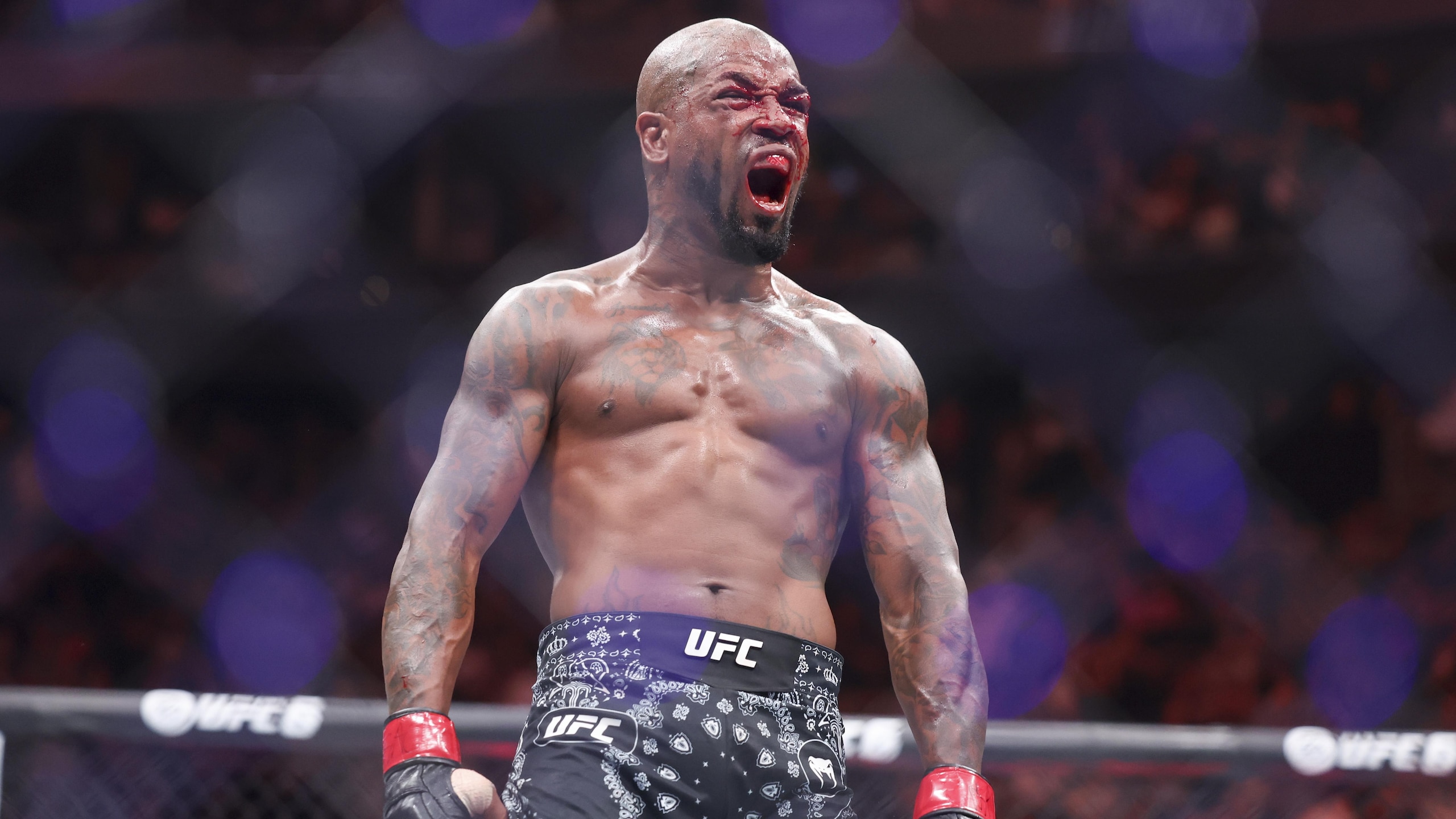 UFC 329