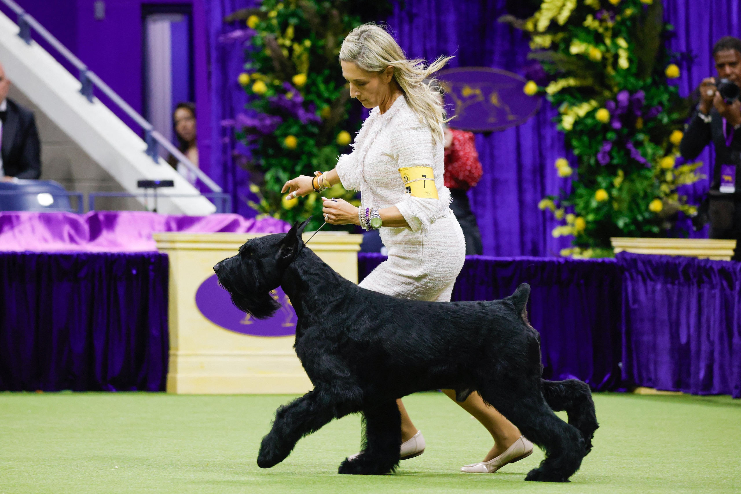 US-ANIMAL-DOG-WESTMINSTER US-ANIMAL-DOG-WESTMINSTER