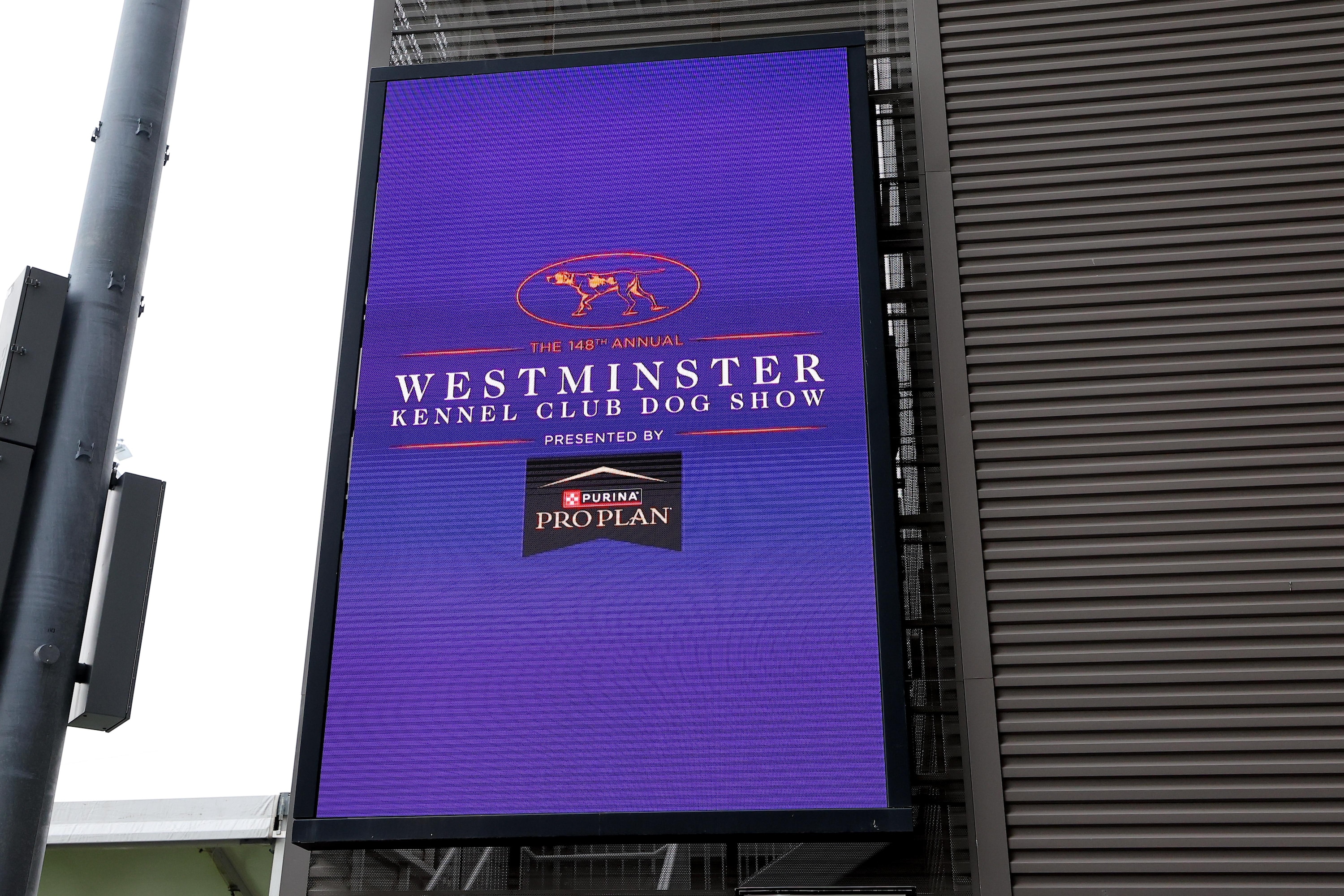 westminster-dog-show-2025-results-best-of-breed-winners-and-monday-recap