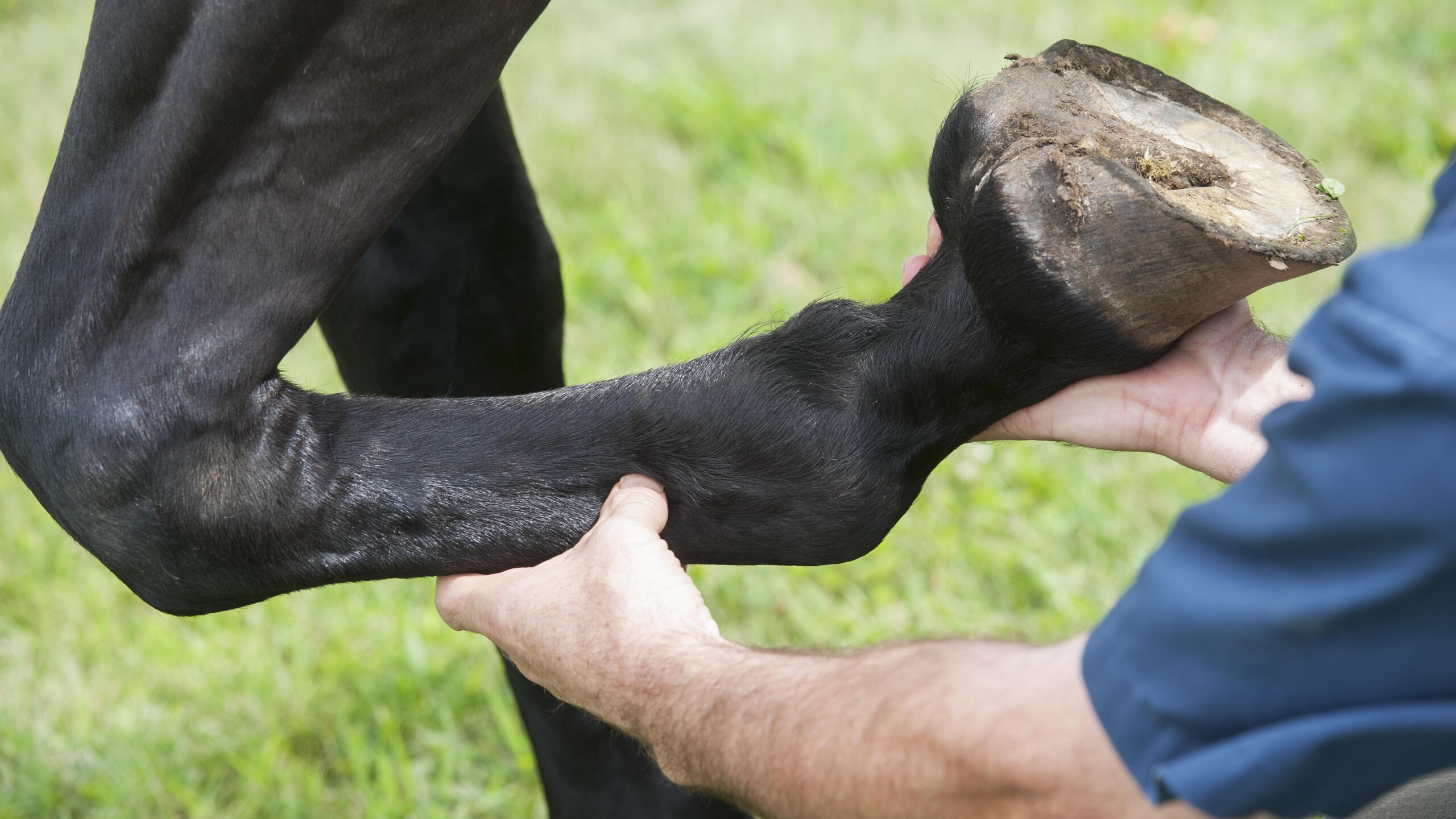 Inspection Of Horse Hoof; Orono