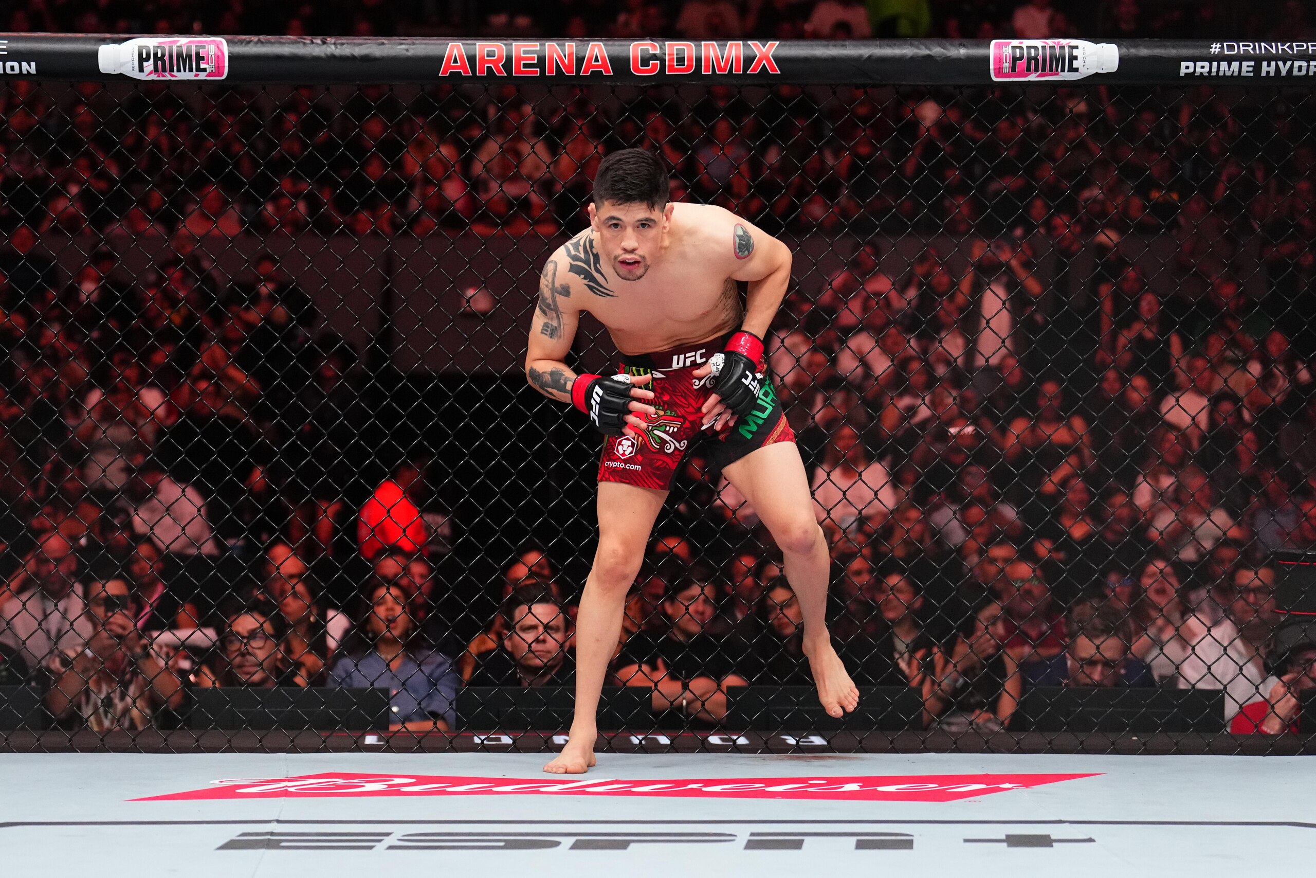 UFC Fight Night: Moreno v Erceg UFC Fight Night: Moreno v Erceg