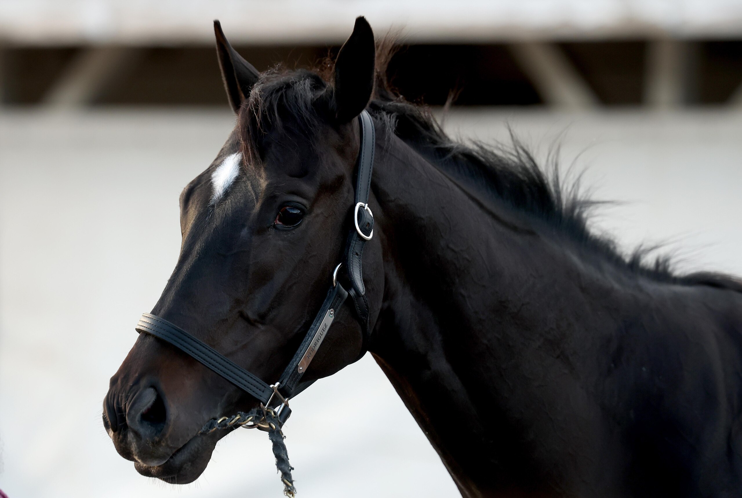 151th Kentucky Derby - Previews 151th Kentucky Derby - Previews