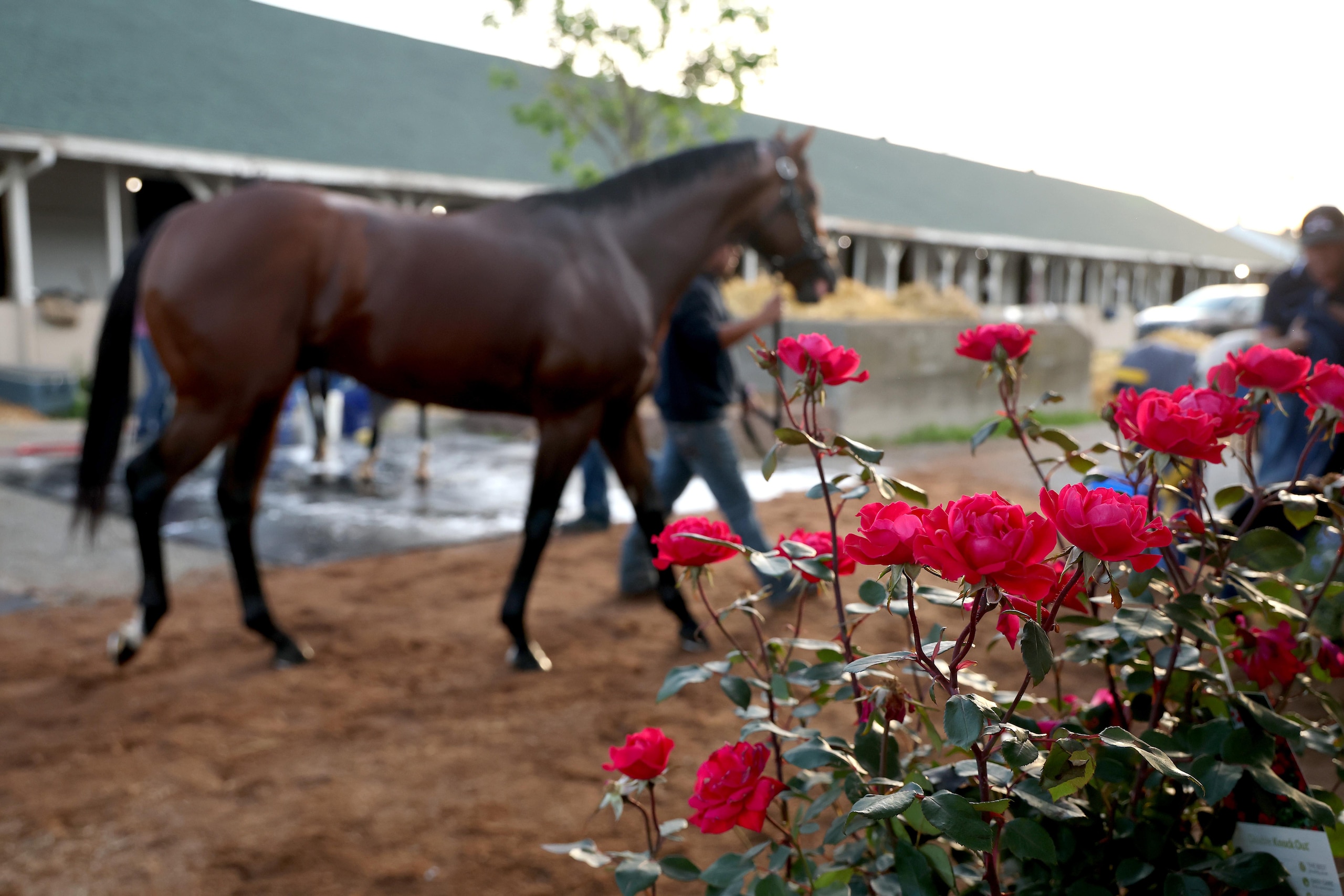 151th Kentucky Derby - Previews 151th Kentucky Derby - Previews