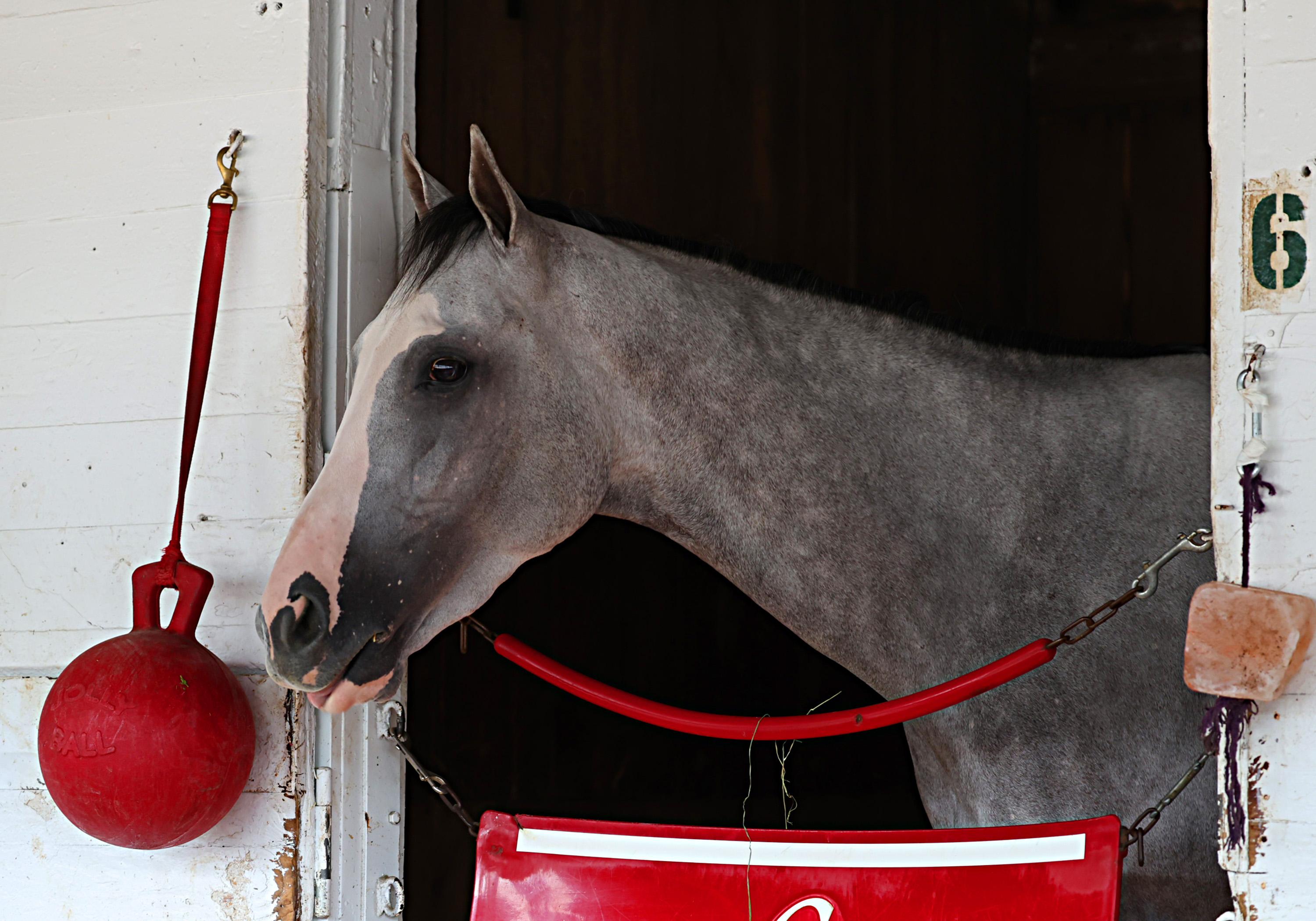 HORSE RACING: MAY 03 Kentucky Derby