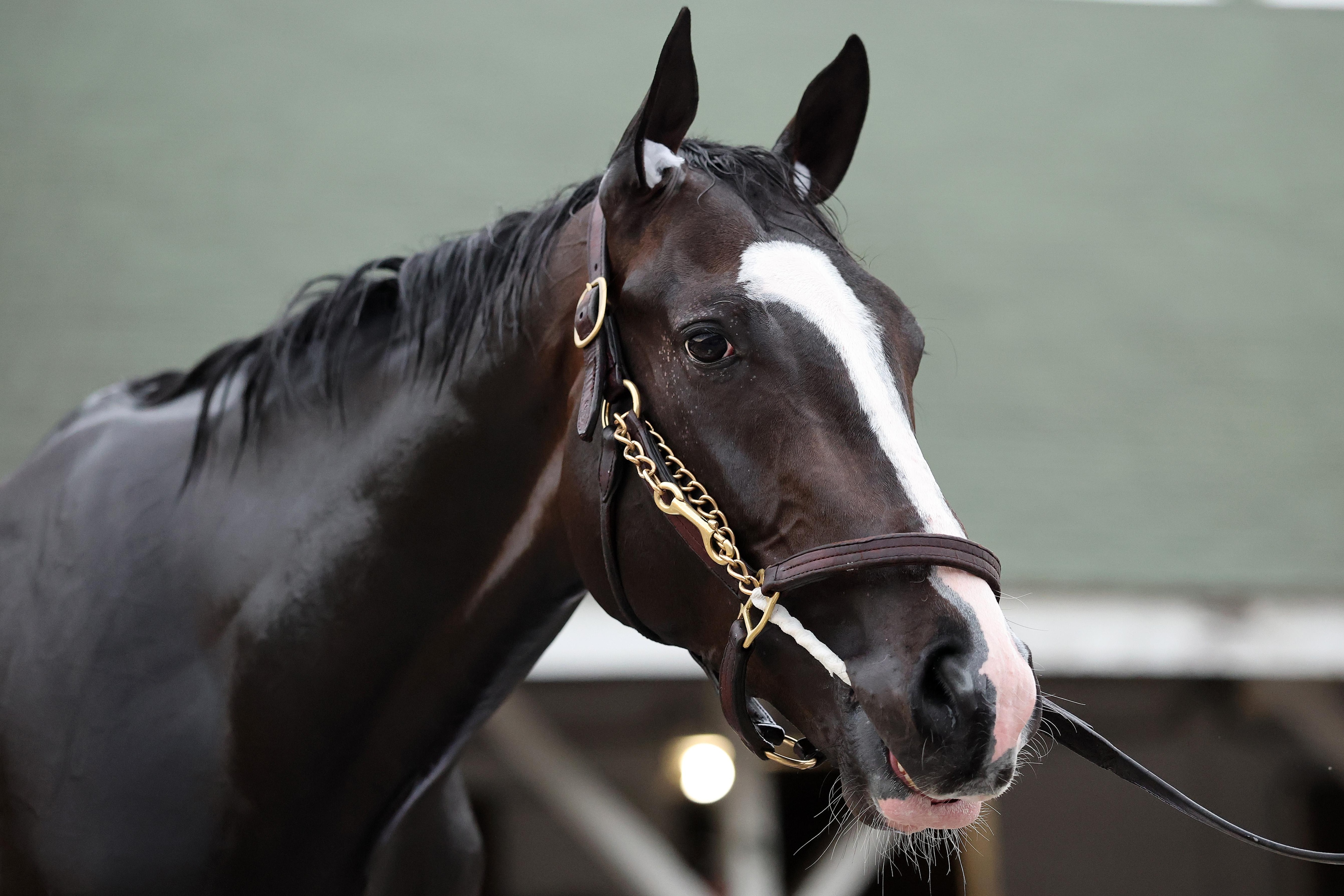 151st Kentucky Derby - Previews