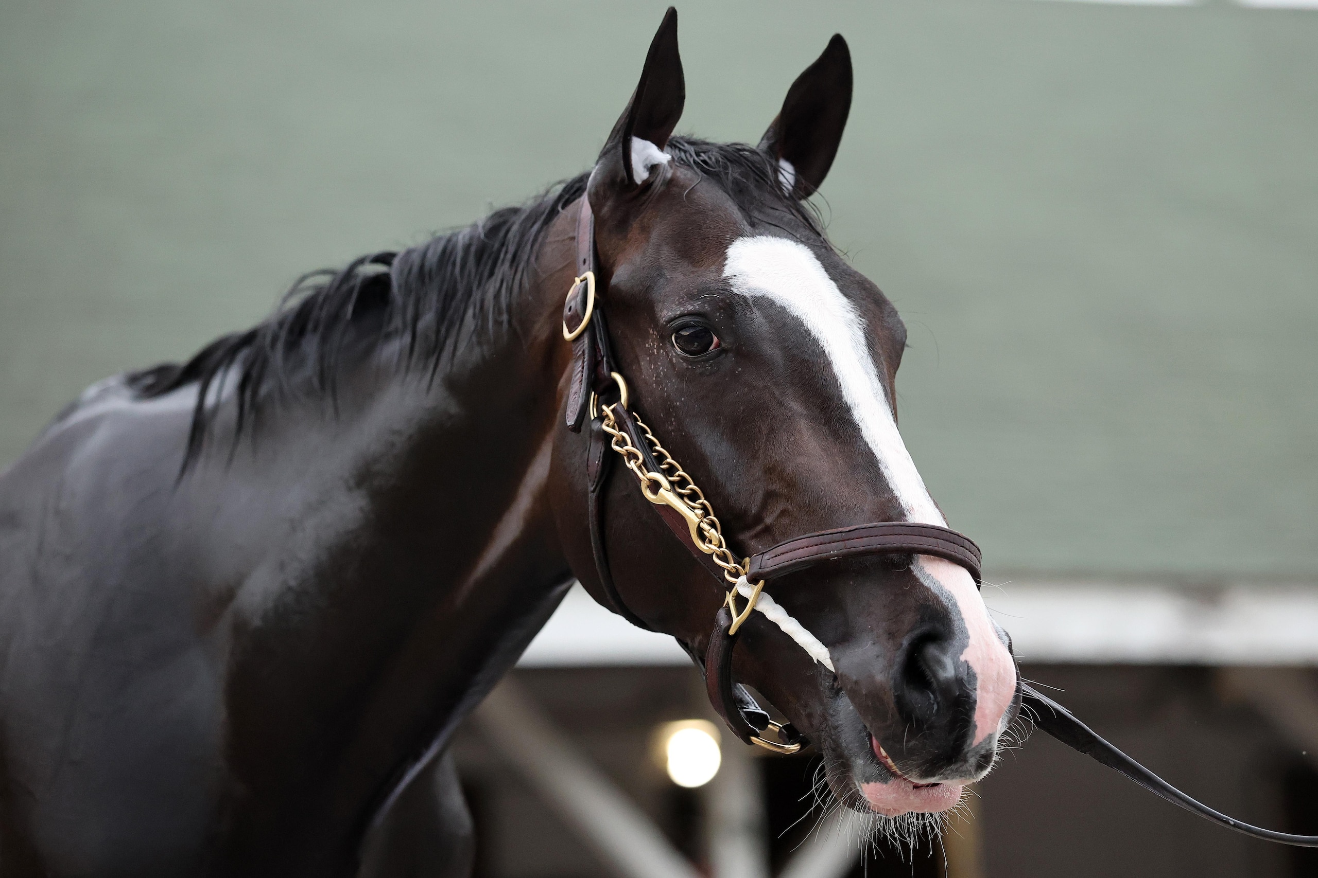 151st Kentucky Derby - Previews