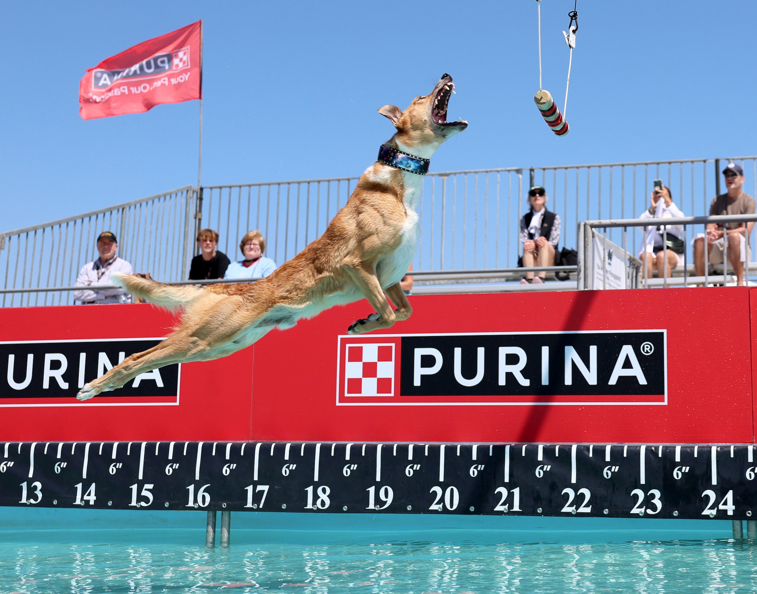 Dogs compete in the Diving Dog Practice and the  Fetch It! Practice of the The Incredible Dog Challenge 2025 Western Regional Event where dogs compete and showcase their amazing abilities in events like dock diving, flying disc, agility and more