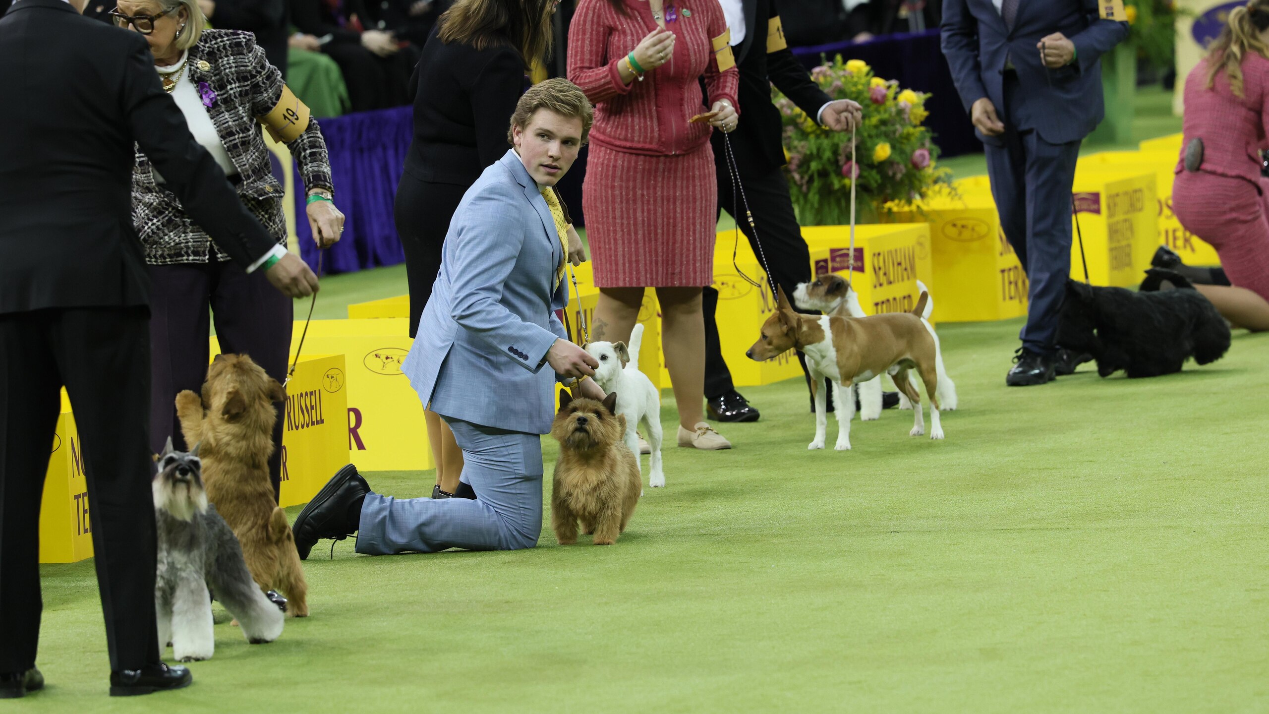 Canines Compete At Annual Westminster Dog Show In New York City