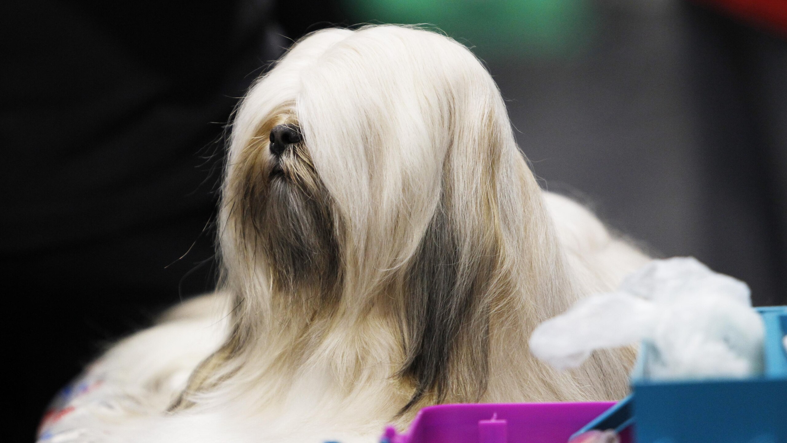 2018 Crufts Dog Show Day Three